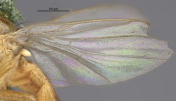 Media type: image;   Entomology 13360 Aspect: front wing